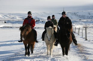 Rain, snow or hail, nothing can stop the Icelandic horse.