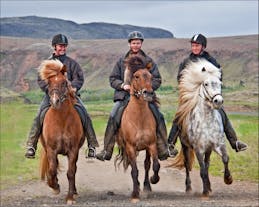You can try the unique 'tölt' gait of the Icelandic horse on this 3-Hour Horse Riding Tour for Experienced Riders.