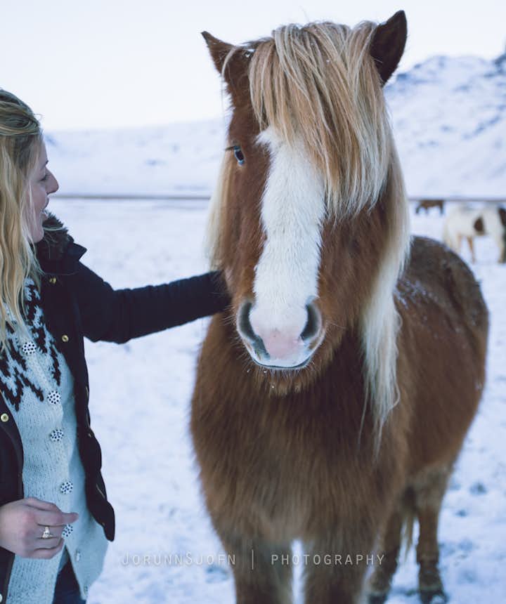 Icelandic horses - our friends
