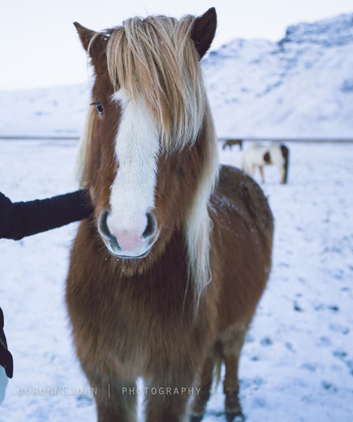 Icelandic horses - our friends