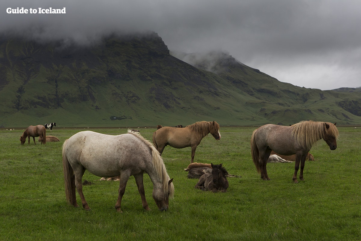 5 Day Self Drive Tour Of West Iceland Guide To Iceland