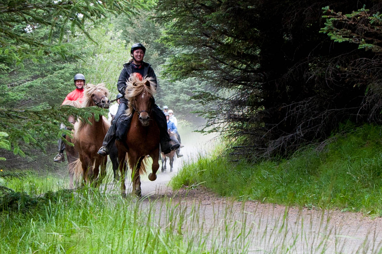 Riding in the Icelandic nature on a horse is what many dream about.