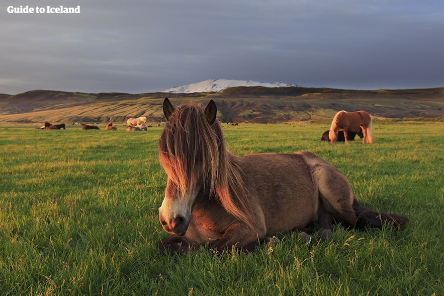 アイスランド旅行のベストシーズンはいつ？このアイスランド在来馬は夏がお気に入りのよう。