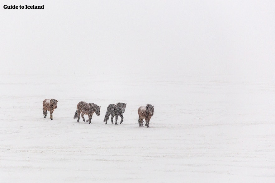 吹雪に耐えるアイスランドの馬