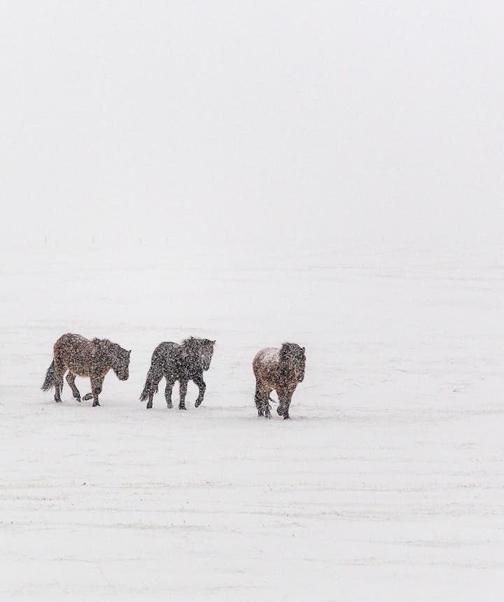 Islandshester i snøstorm