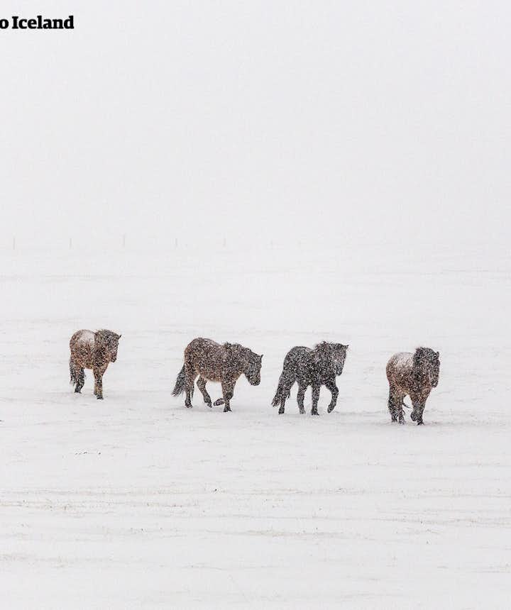 IJslandse paarden die een sneeuwstorm trotseren