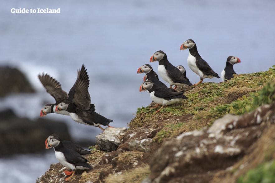 Puffins are known for their colorful beaks.