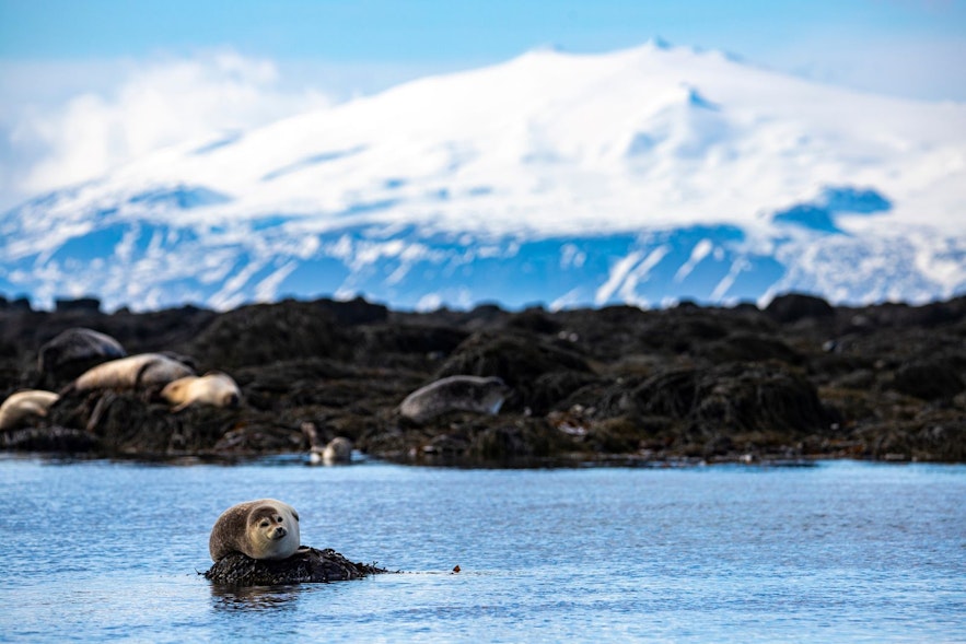 在冰岛的海岸上随处可见海豹的身影。