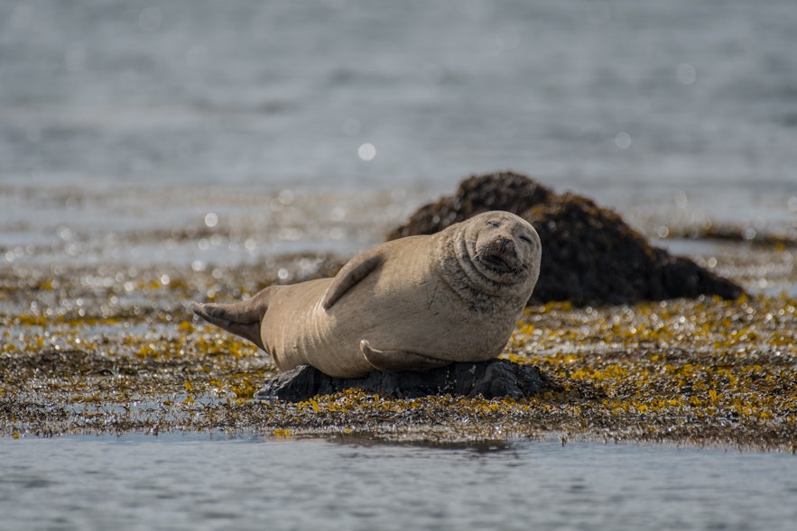 Seals are common on the Vatnsnes Peninsula, where the Icelandic Seal Center is located.