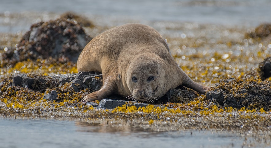 A seal looks coyly at a camera in Iceland.