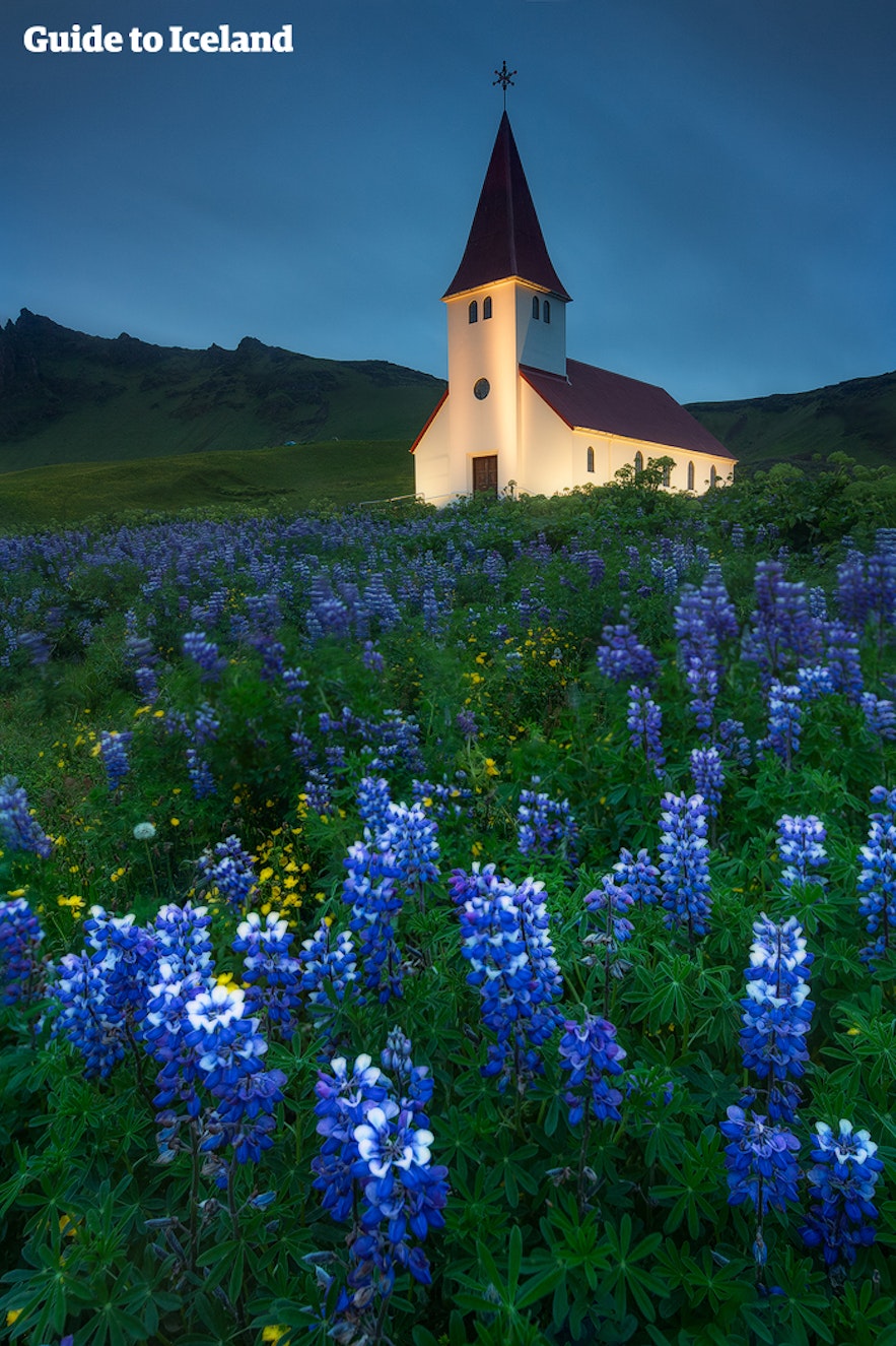 Fields of lupine in Iceland