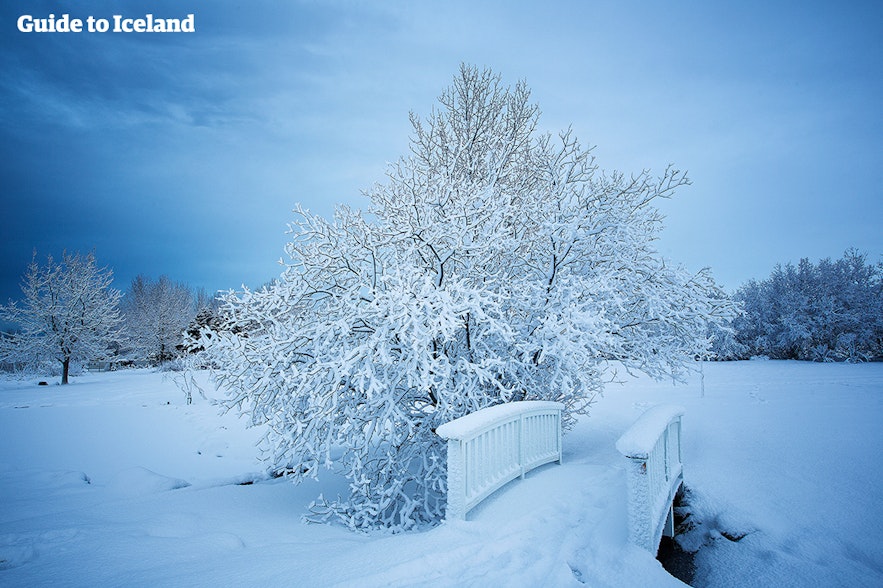 Un nevado y brillante en diciembre en el jardín botánico de Reikiavik.