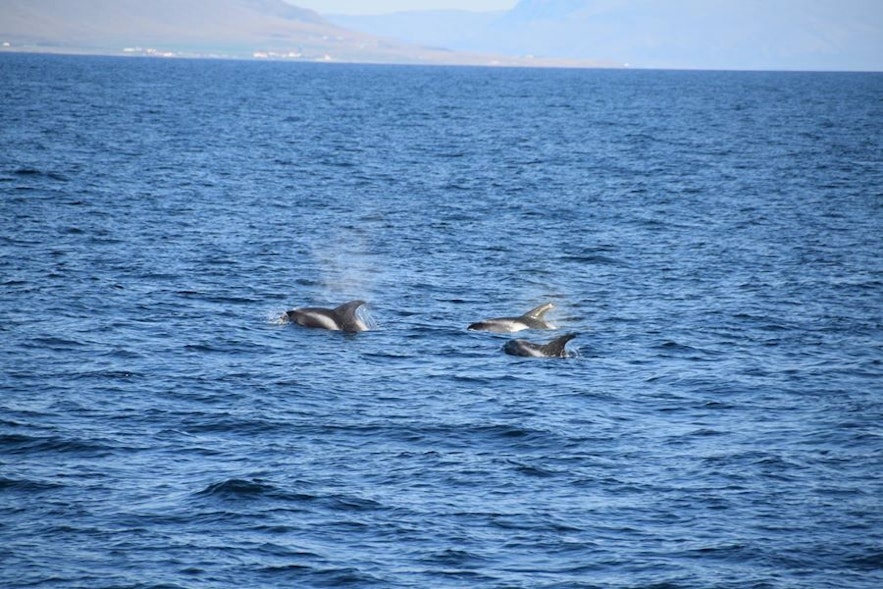 冰岛观鲸鱼