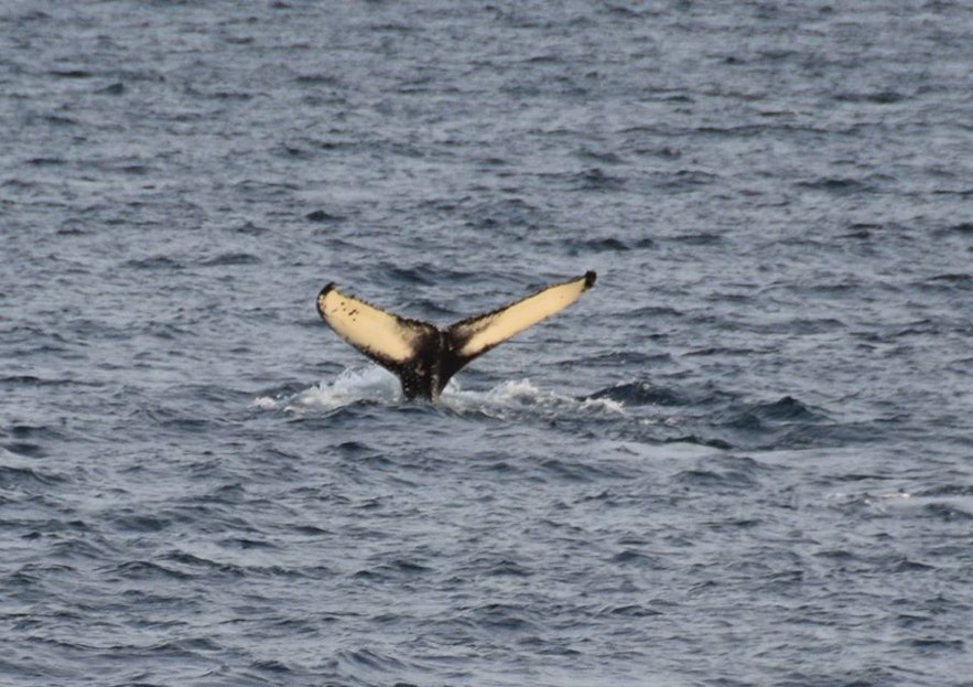 冰岛观鲸鱼团
