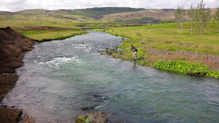 Trout fishing in Iceland!