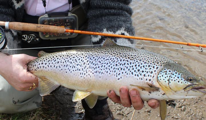 Catching a beautiful Brown Trout in the South Iceland river Varmá.