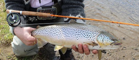 Catching a beautiful Brown Trout in the South Iceland river Varmá.