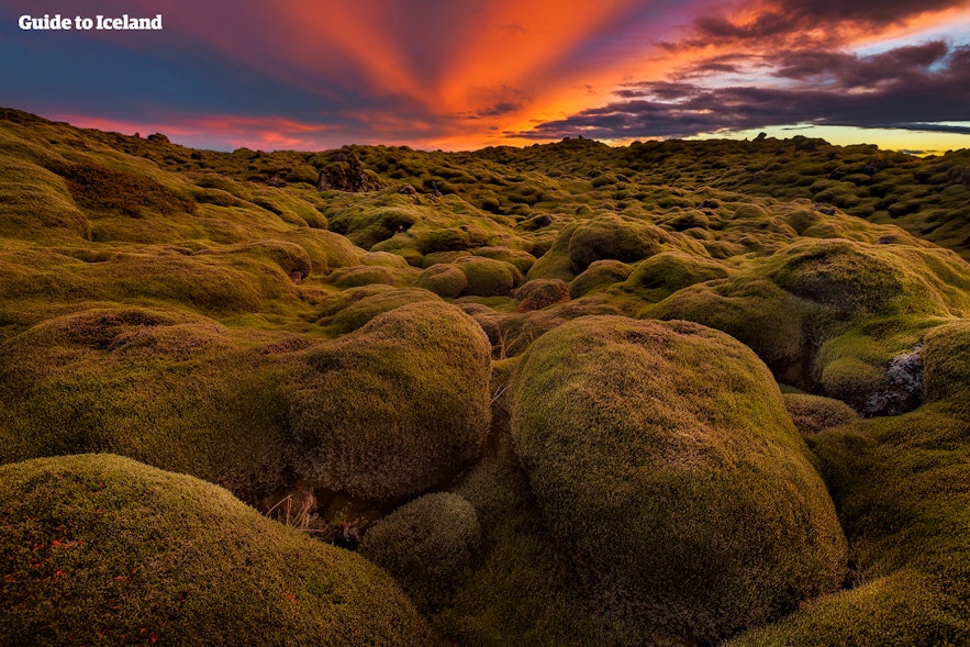 美丽的冰岛苔藓地