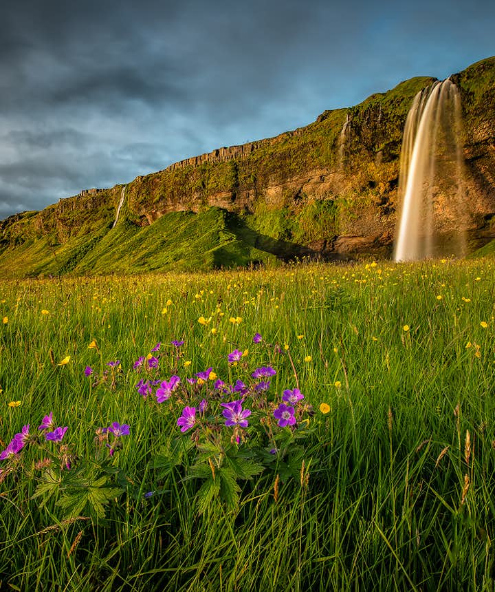 La cascade Seljalandsfoss, dans le sud de l'Islande, tombe d'une falaise moussue dans des champs de fleurs sauvages en été.