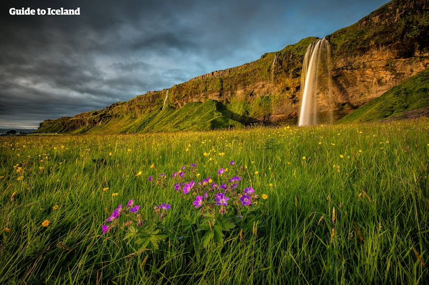 La cascade Seljalandsfoss, dans le sud de l'Islande, tombe d'une falaise moussue dans des champs de fleurs sauvages en été.
