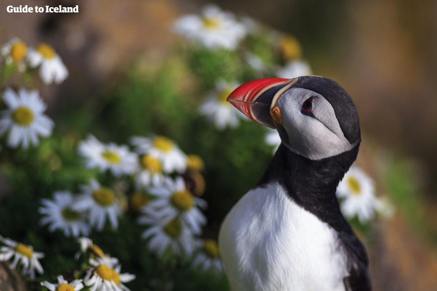 A puffin admiring the Icelandic flowers