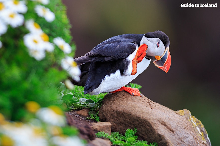 A happy puffin in Iceland