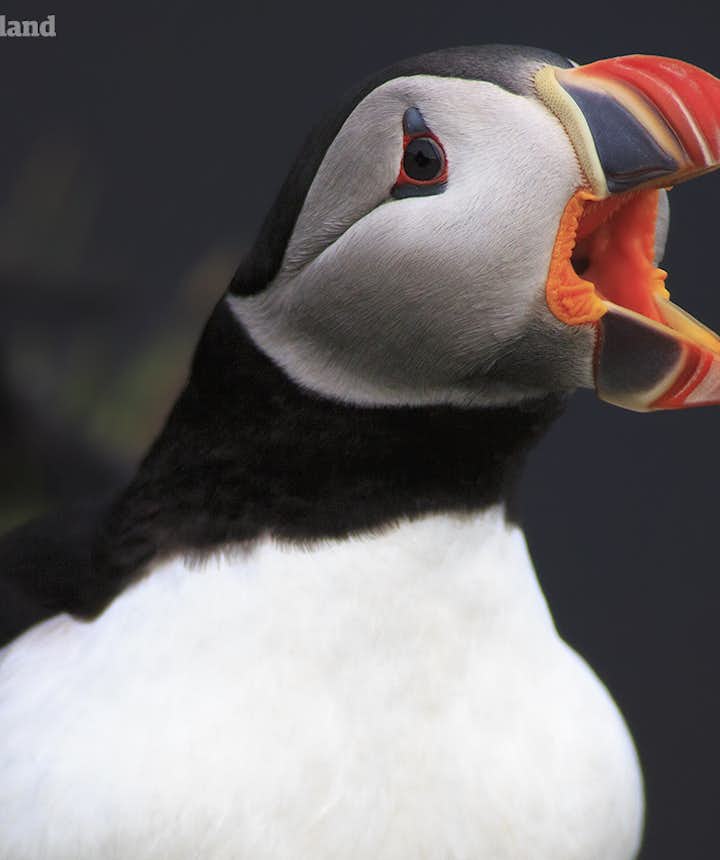 Icelandic puffin trying to communicate!
