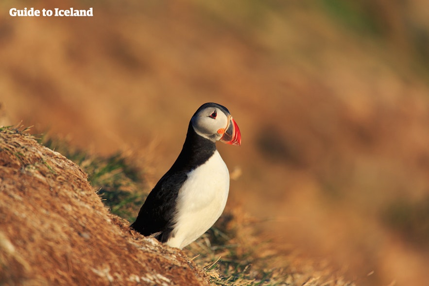 När är den bästa tiden att besöka Island? För lunnefåglar är det på sommaren.