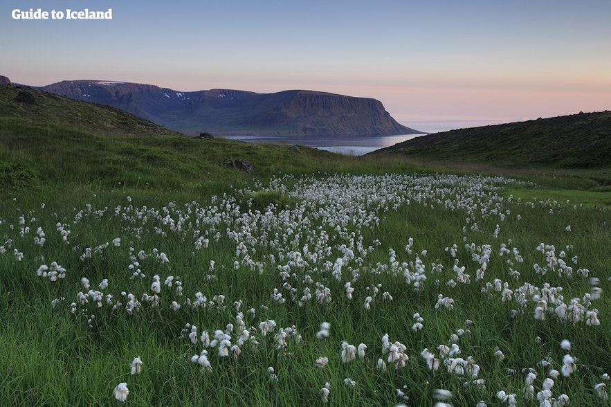 Un colorido paisaje de Islandia en verano