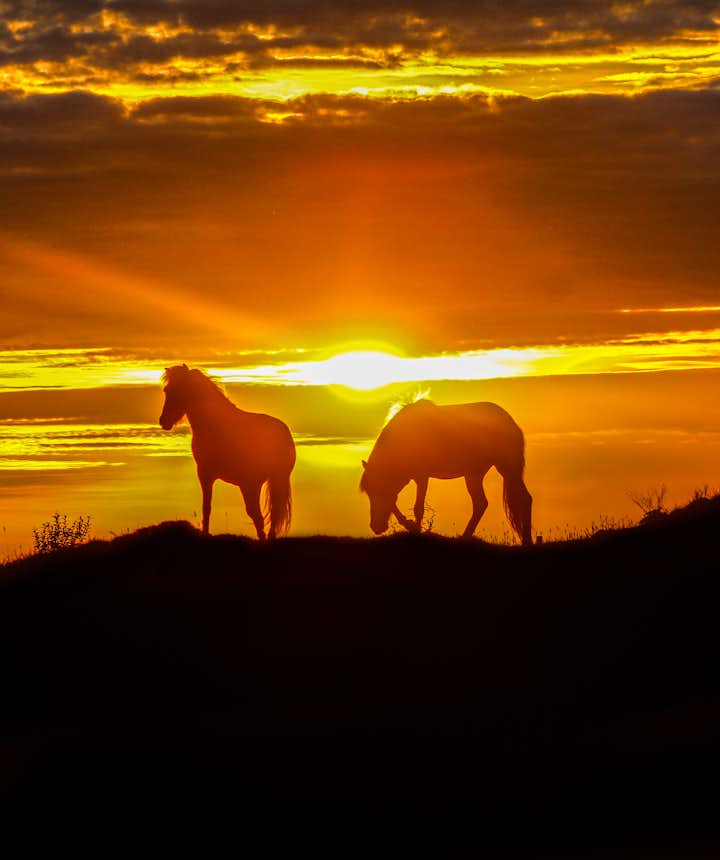 Horses in the sunset, Westfjords, Iceland