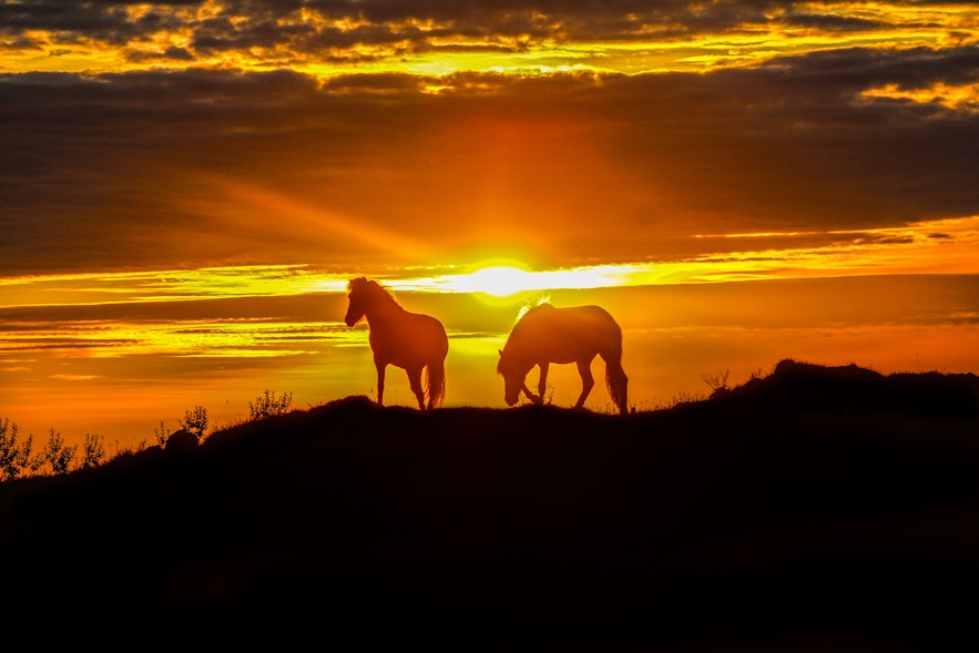 Horses in the sunset, Westfjords, Iceland