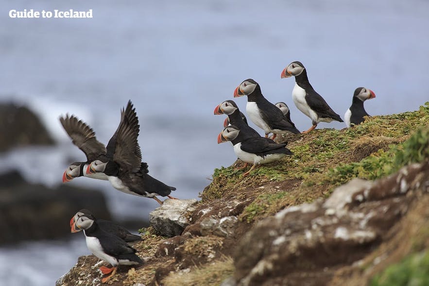 A group of puffins take flight in the Westman Islands.