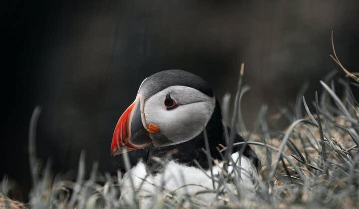 Heimaey island is home to beautiful puffins during summer.