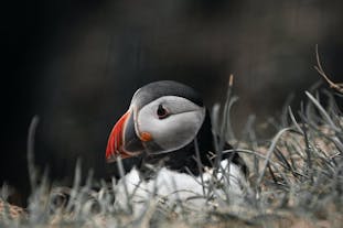 Heimaey island is home to beautiful puffins during summer.