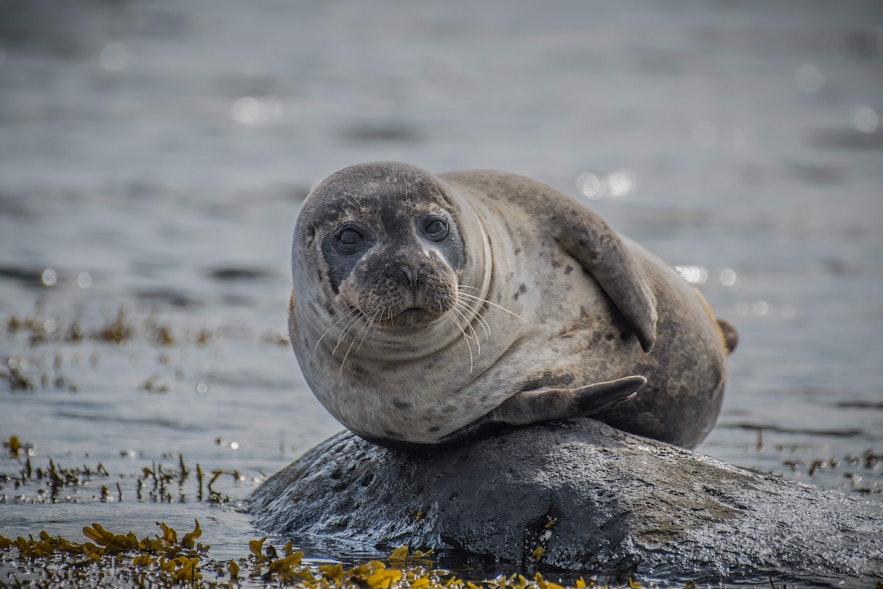 Seal colonies are familiar sights on the Vatnsnes Peninsula of Iceland.