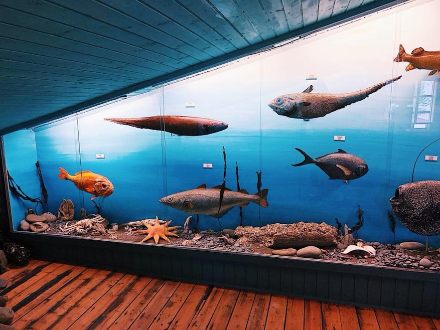 The Museum of Natural Artifacts is on the top floor, boasting a spectacular array of Icelandic birds, shellfish, and stones.