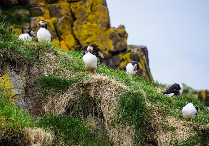 Puffins are known for their colorful beaks and black and white plumage.