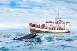 Klassisk 3 timmars valsafari i koldioxidneutrala båtar med transfer från Husavik