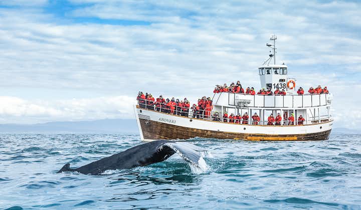 Original 3-timers hvalsafari | Tur i CO2-neutrale egetræsbåde med transfer fra Husavik