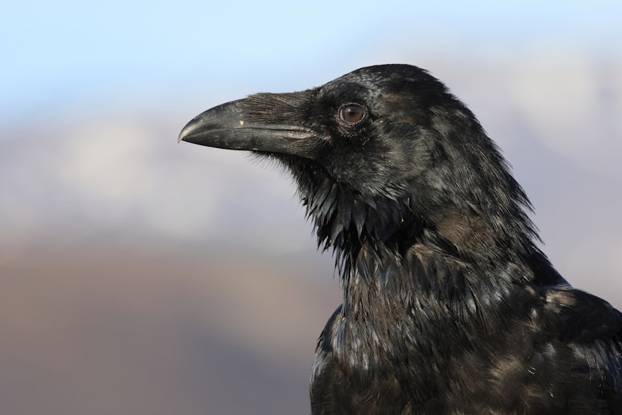 The raven is common in Icelandic superstition.