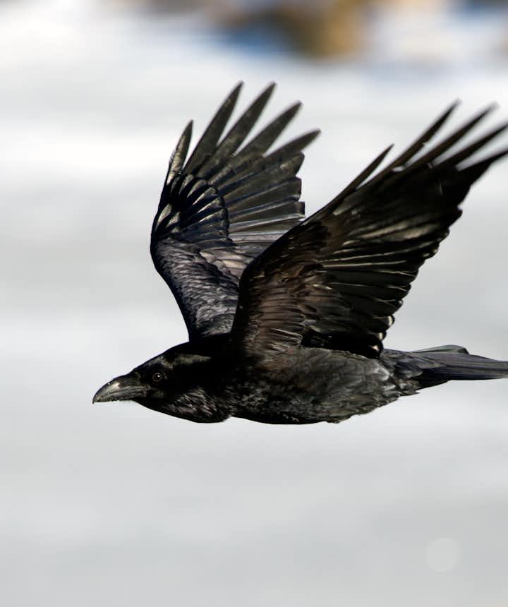 Ravens in Iceland: Folklore &amp; Superstition