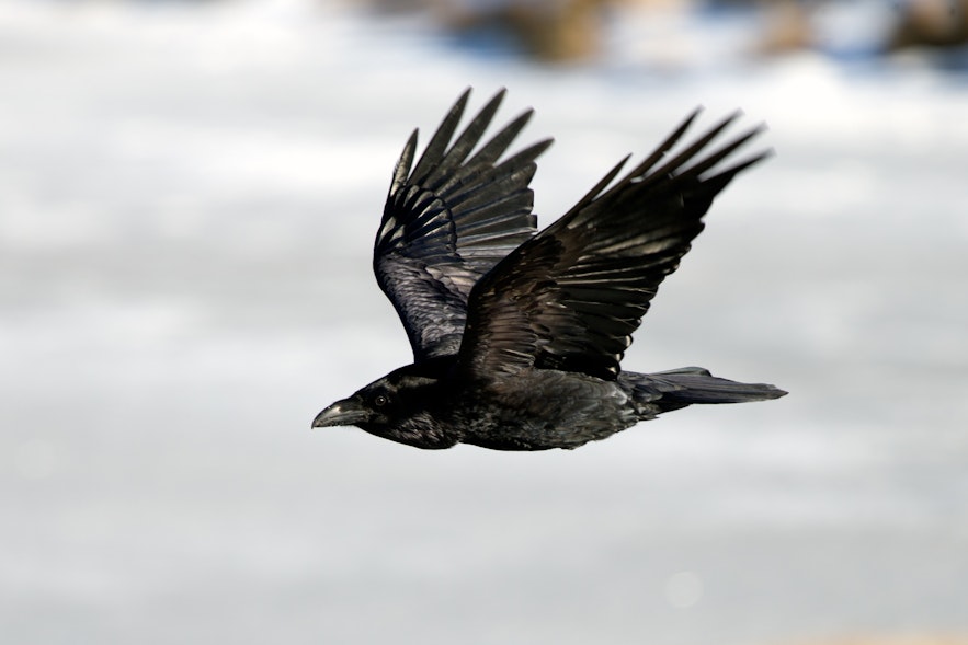 A raven in flight in Iceland.