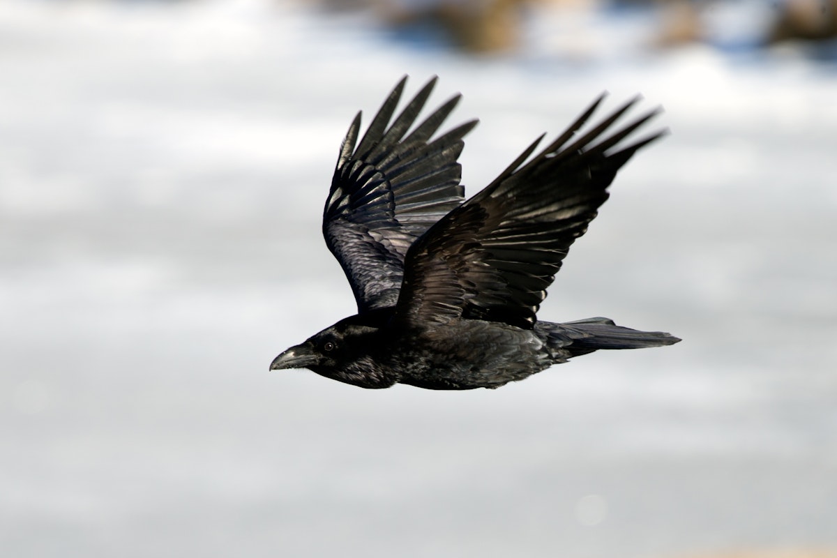 Ravens in Iceland: Folklore & Superstition | Guide to Iceland