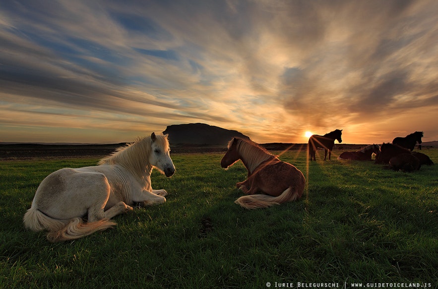 アイスランドの白夜を楽しむ夜の乗馬ツアー