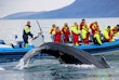 Almost twenty Humpbacks in Skjalfandi bay