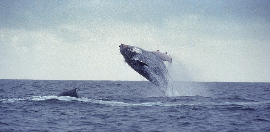 Whale in ReykjavÃ­k bay