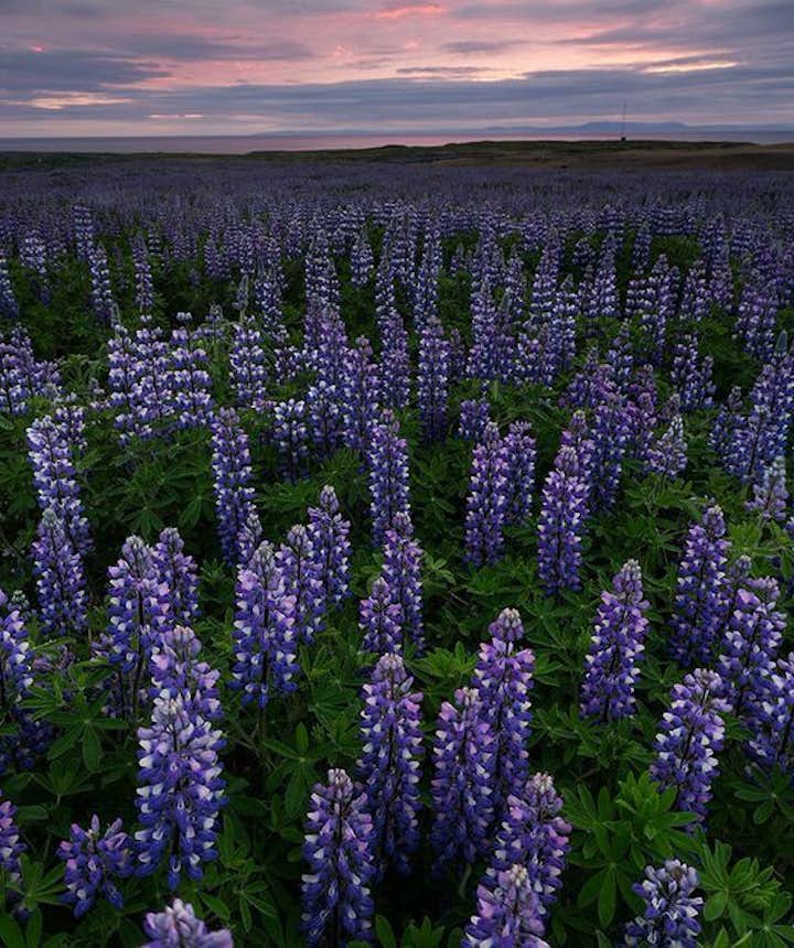 Lupin flower field in Iceland