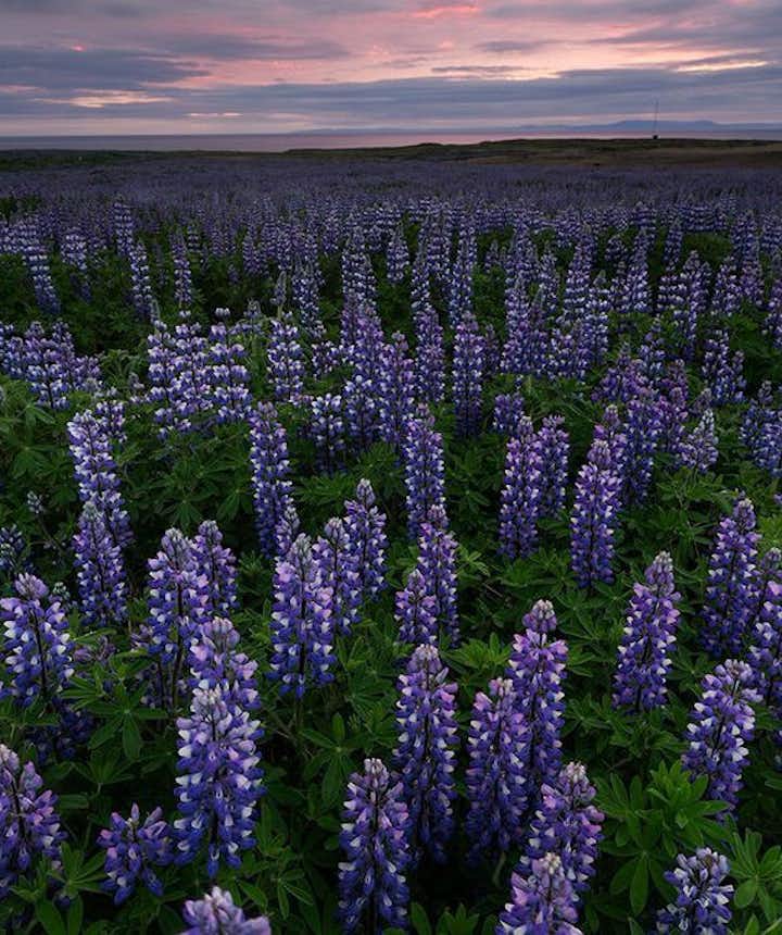 Lupin flower field in Iceland