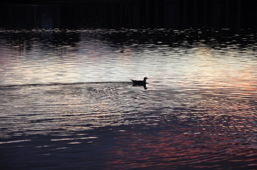 A duck chilling in the midnight sun :)