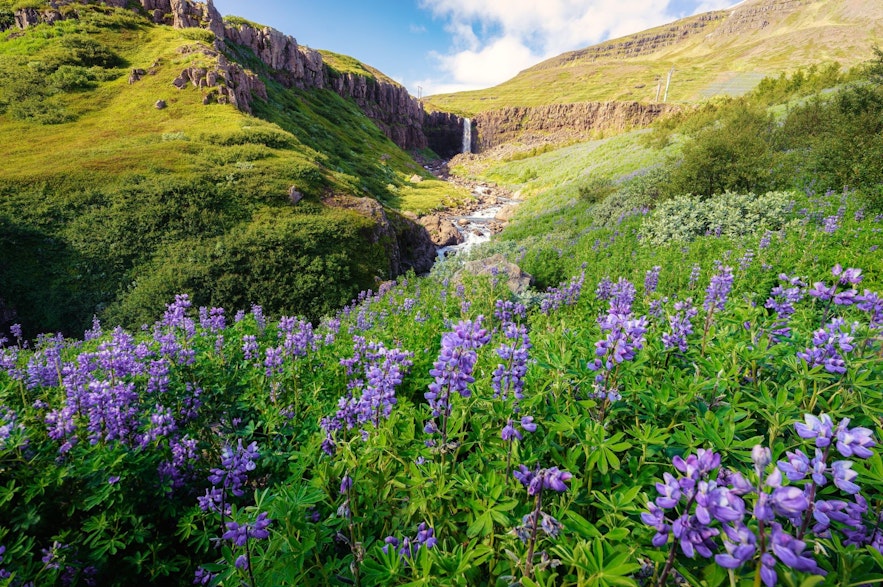 Budararfoss Waterfall | Guide to Iceland